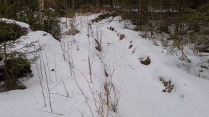 Закон о валежнике. Какие дрова можно брать из леса домой.