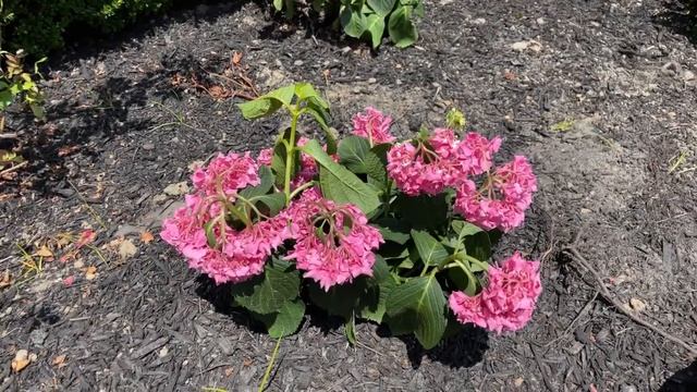 Hydrangea Flopping Tip - Kelly Lehman смотреть онлайн
