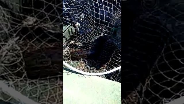 Ловля ЗМЕЕГОЛОВА на ЛИФЕ. РЫБАЛКА В ПРИМОРЬЕ смотреть онлайн