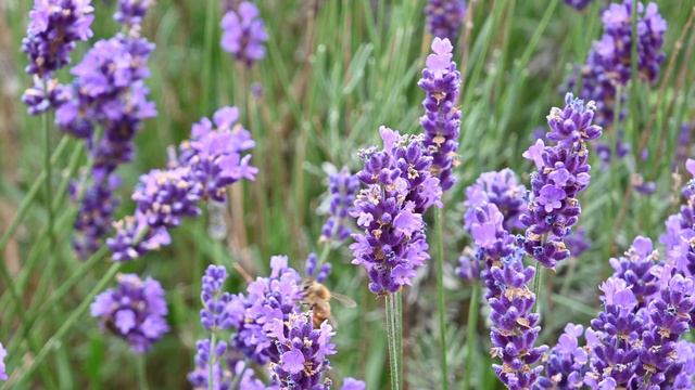 3 Minute Impressions - Pollination - Bees on Lavender - Geoterrics Outdoors Australia смотреть онлайн