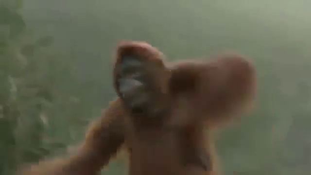 Обезьяна танец чунга чанга смотреть онлайн