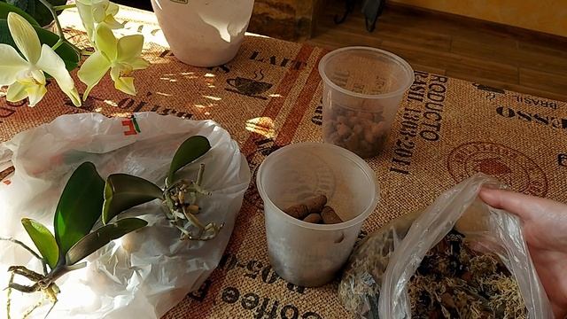 Посадка подростков орхидеи Фаленопсис в размере 1,7 из мха в новый субстрат смотреть онлайн