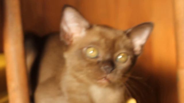 Бурма питомника Sun Aili !! Flotiliya BURn смотреть онлайн