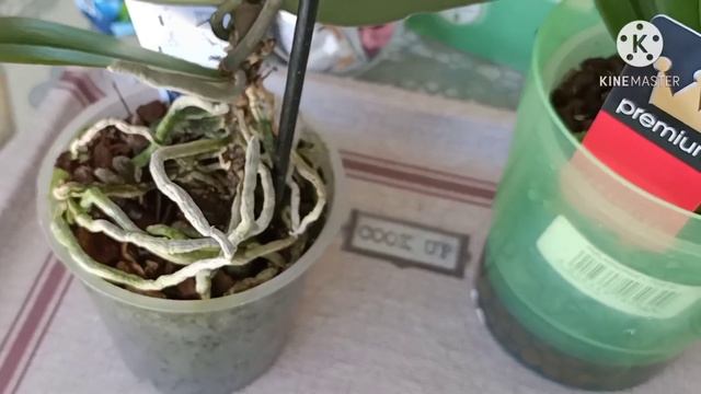 Две новых орхидейки из магазина Jardiland ?✌️,или Добро пожаловать!??? смотреть онлайн