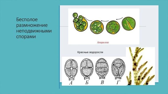 Биология. 9 класс. Белякова Г.А. Биосистематика.  Водоросли и грибы. Часть 1