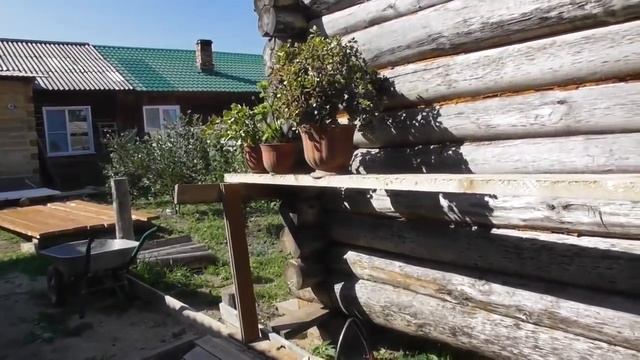 Отказалась от хаски!  20,08,2018,