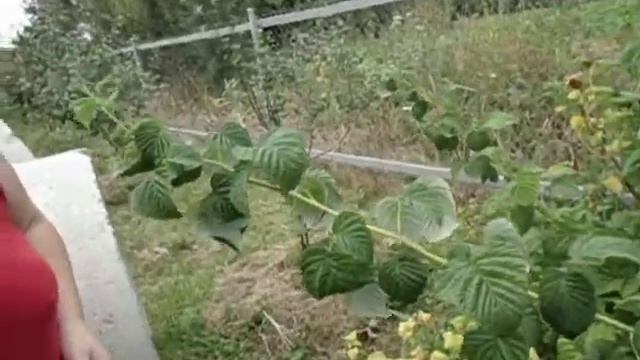 Дача Экскурсия смотреть онлайн