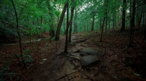 Прогулка под дождем в лесу - Успокаивающие звуки