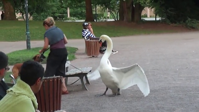 лебедю не понравилась собака смотреть онлайн