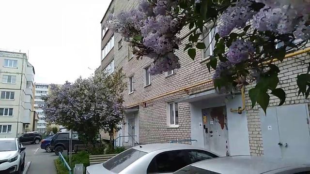 #нефтекамск Сирень цветет! смотреть онлайн