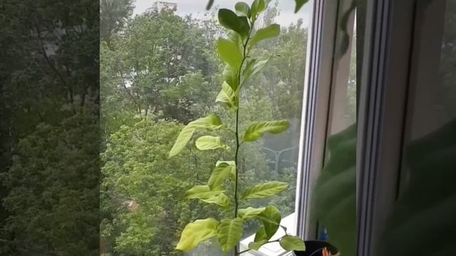 Лимонное дерево смотреть онлайн