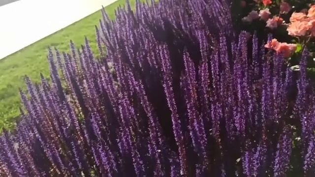 Очень красивая клумба с Лавандой и Розами на ВДНХ ????? смотреть онлайн