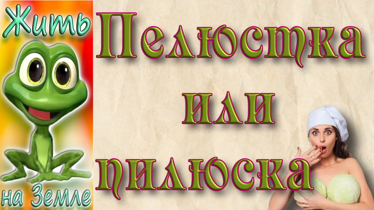 Лучшая маринованная капуста -  Пелюстка/пилюска.