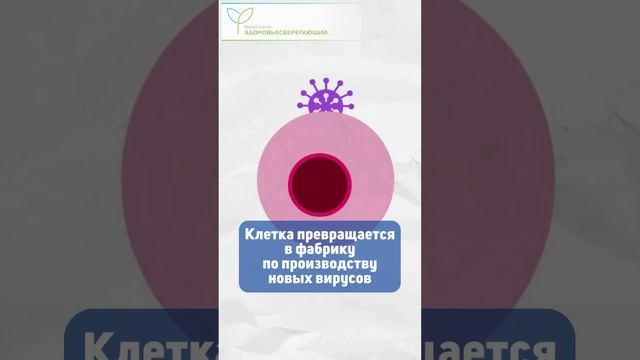Как вирус гриппа захватывает наши клетки смотреть онлайн