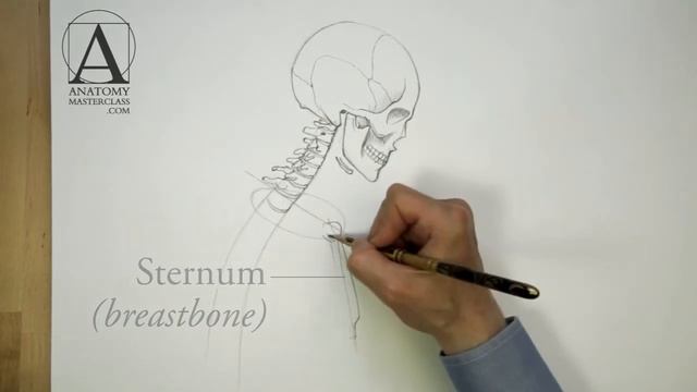 Skull Anatomy смотреть онлайн