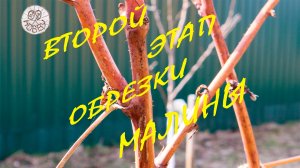 ВАЖНО! Второй этап обрезки двойной обрезки малины! Увеличиваем урожай в разы!