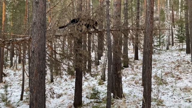 [Eng subs] The real weight of Luna the Panther 😂/ Last Walk without snow🍁 смотреть онлайн