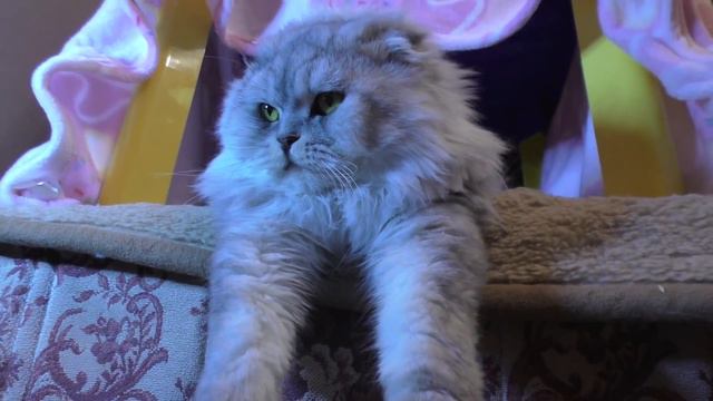4 ДОМИКА | ПОСТРОИЛ БОЛЬШОЙ ТРЯПИЧНЫЙ ДОМ | КЕВИНУ НЕ ДАЮТ СПАТЬ смотреть онлайн