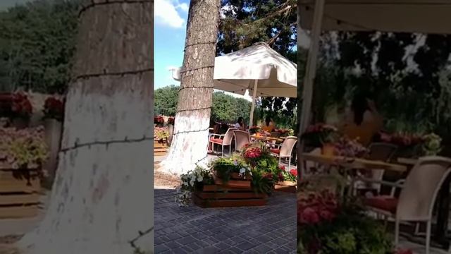 Форест кафе, Киев . смотреть онлайн