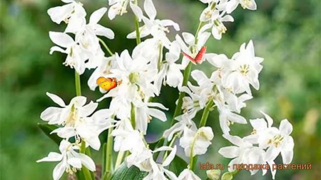 Пролеск колокольчатый Вайт (scilla Proleska) ? пролеск Вайт обзор: как сажать луковицы пролески Вай