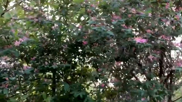 Жимолость татарская смотреть онлайн