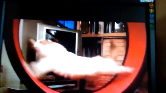 РАН кот ран