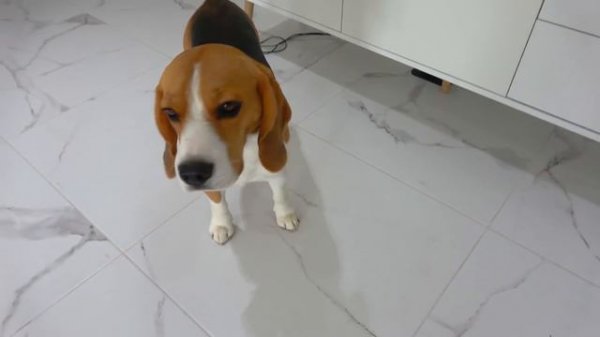 Шерлок ПРОТИВ СИРЕНОГОЛОВОГО. Брос Шоу ПЕТ