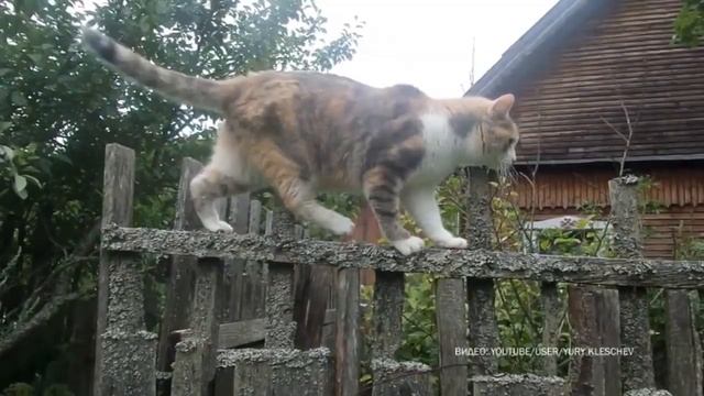 Живой Уголок. Кошки на даче смотреть онлайн