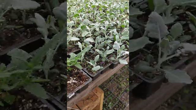 петунья крупнолистная и ампельная в начале мая как выглядит.обзор смотреть онлайн