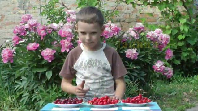 Самая ранняя черешня Ранние сорта черешни... смотреть онлайн