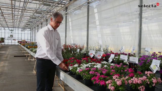 Presentation Phlox cultivars Gisele® series смотреть онлайн