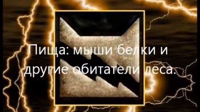 Коты-воители Племена смотреть онлайн