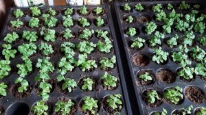 Мой уход за рассадой бакопы