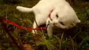 Минутный клей [клей секунда]