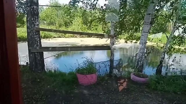Выпустил диких уток в пруд, пусть живут на свободе. смотреть онлайн
