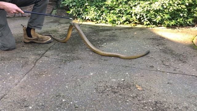 WORLDS MOST VENOMOUS SNAKE: INLAND TAIPAN | AUSTRALIAN REPTILE PARK смотреть онлайн