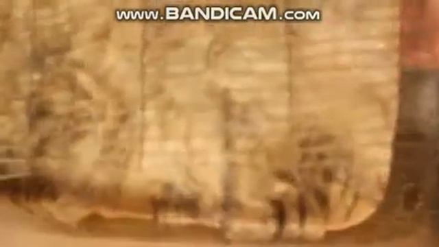 Как мыть овечью шерсть смотреть онлайн