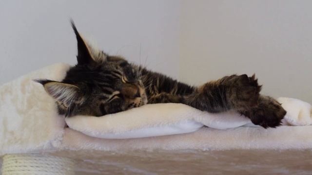 19 Things to Expect When You Get a Maine Coon Kitten смотреть онлайн