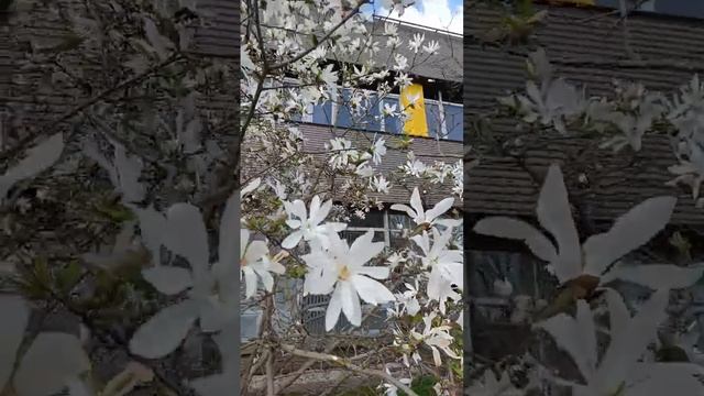 Магнолия Звездчатая во дворе БФУ им Канта смотреть онлайн