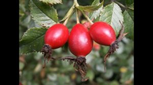 Шиповник. Выращивание и уход