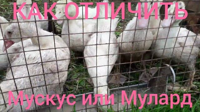 Как отличить мускуса от муларда смотреть онлайн