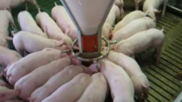 Кормление из кормового автомата смотреть онлайн