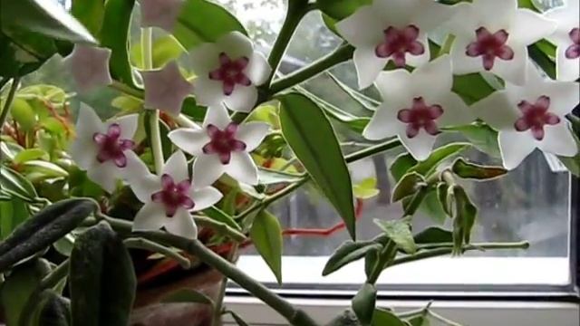 ХОЙЯ МЕЛКОЛИСТВЕННАЯ - HOYA BELLA.