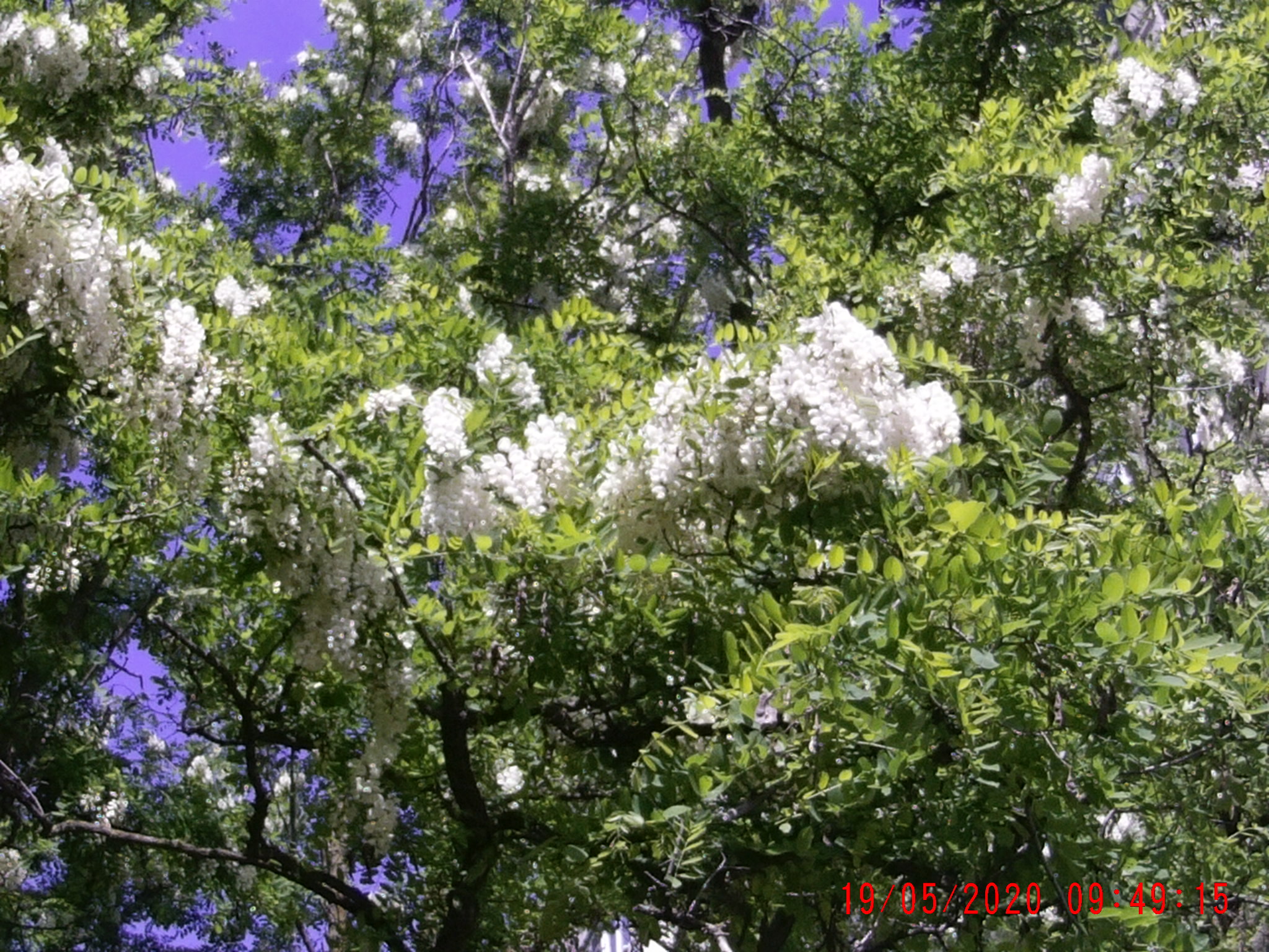 Акацию взял сезон закончил._Смертельные_ номера на пасеке.Почему слабеют семьи. смотреть онлайн