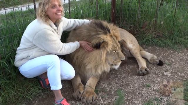 ЧУМОВОЕ САФАРИ 2 Лев Марсель, как большой кот! Crazy Safari !!! Lev Marcel is a big and gentle cat смотреть онлайн