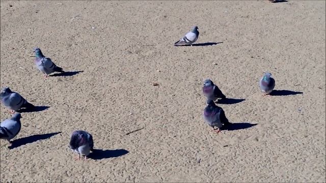 Турецкие голуби на пляже Клеопатры, Алания 2022 (Turkish Pigeons on Cleopatra Beach Alanya) смотреть онлайн