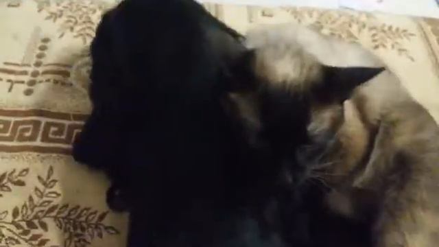 Любовь между котом и собакой))))) смотреть онлайн