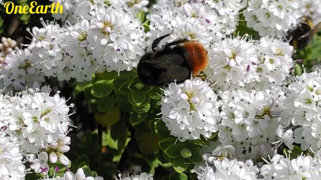 Bee 🐝 смотреть онлайн