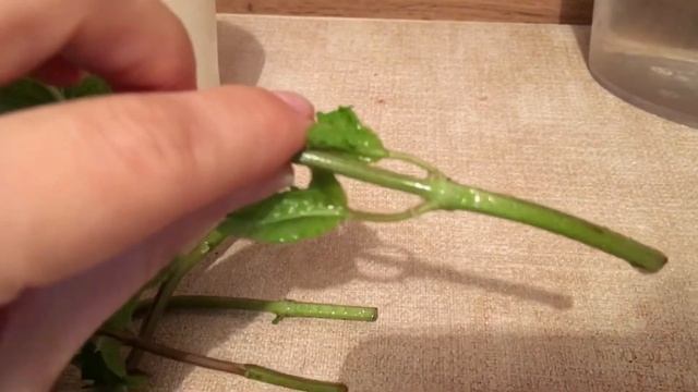 МЯТА НА ПОДОКОННИКЕ. МЯТА ЛИМОННАЯ