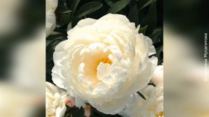 ❀ Лучшие сорта пионов последних десятилетий (2000-2020)